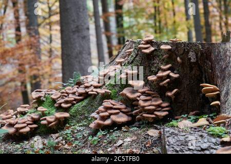 Essbare Pilze Armillaria ostoyae im Fichtenwald. Bekannt als dunkler Honigpilz. Wildpilz auf dem Fichtenstumpf. Stockfoto