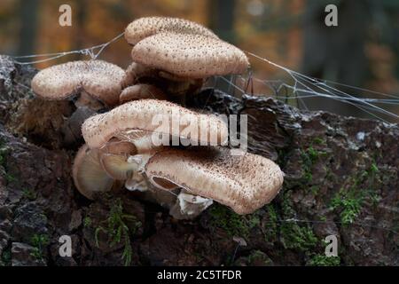 Essbare Pilze Armillaria ostoyae im Fichtenwald. Bekannt als dunkler Honigpilz. Wildpilz auf dem Fichtenstumpf. Stockfoto