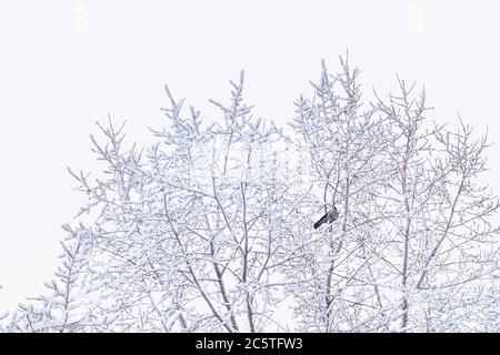 Nahaufnahme von schneebedeckten Ästen Hintergrund von Ästen im Schnee. Krähe sitzt auf einem Baum, der im Winter mit Schnee bedeckt ist. Stockfoto
