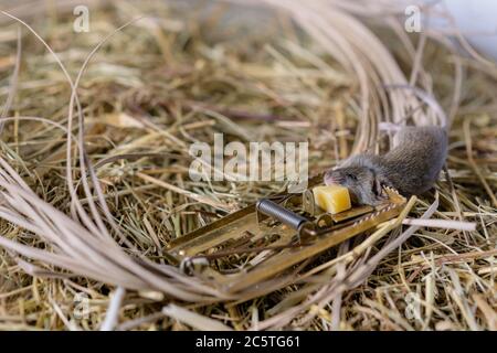 Eine Mausefalle mit einem nagten Stück Käse vor dem Hintergrund des Heus im Schuppen, in das eine graue Maus einfing. Stockfoto