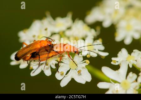 Roter Soldatenkäfer, Rhagonycha fula, Rhagonycha, auf einer Blume auf dem britischen Land sitzend, Juli 2020 Stockfoto