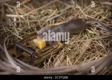 Die Mausefalle mit einem nagten Stück Käse vor dem Hintergrund des Heus im Schuppen, in das eine kleine Ratte gefangen wurde. Stockfoto