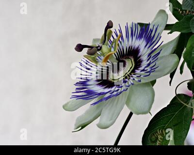 Blaue Passionsblume, Passiflora caerulea, Heimat ist Nord-Argentinien und Süd-Brasilien. Stockfoto