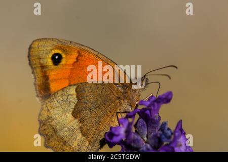 Wiesenbrauner Schmetterling, Maniola jurtina, auf Lavendelblüte Stockfoto