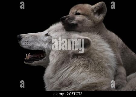 Arktischer Wolf (Canis Lupus arctos) mit Jungtieren, die zusammen ruhen, dramatisches, unauffälliges Tierporträt Stockfoto
