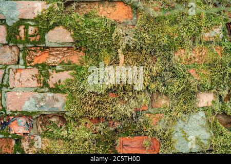 Eine alte Steinwand mit Moos bedeckt. Ein großer Plan der Oberfläche einer Ziegelwand der roten Farbe mit grünem Moos. Stockfoto