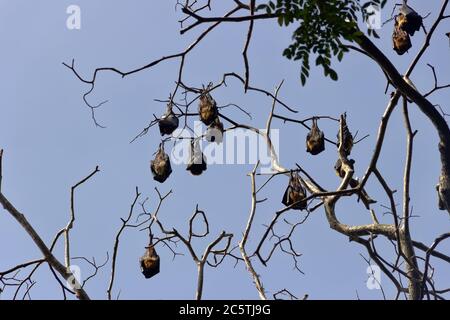 Viele indische fliegende Fuchs (Pteropus giganteus) hängen von Baum in halbLaubwald während der Tagesruhe, Winter. Schädlinge von Obstkulturen, Gegenstand der Jagd Stockfoto