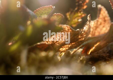 Foxberry (Arctostaphylos). Pflanzen aus Berg Tundra (Blätter, Stängel, Blüten). Khibiny Berge, die Halbinsel Kola, Russland. Öffnen in die Welt der Ultra Stockfoto