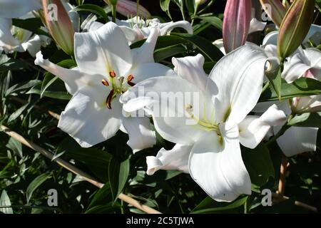 Lilium Zambézi Stockfoto