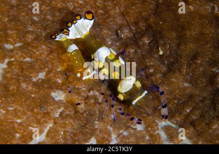 Paar Pfauenschwanz-Anemone Shrimp, Periclimenes brevicarpalis, auf Anemone, Batu Mandi Tauchplatz, Bangka Island, Nord Sulawesi, Indonesien, Pazifik O Stockfoto