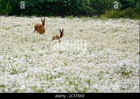 Zwei Rehe laufen und springen über ein Feld hinweg Stockfoto