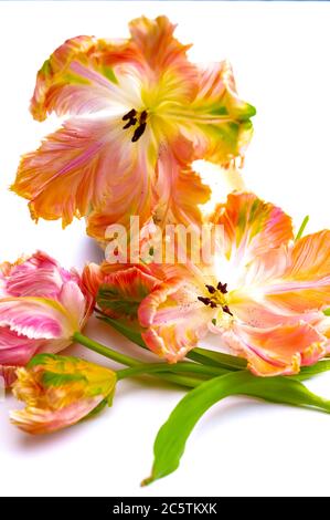 Bunte rosa Lachs Papagei Tulpen auf weißem Hintergrund kopieren Raum floral Konzept Stockfoto