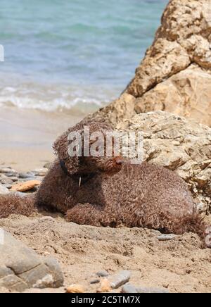 Lagotto romagnolo sitzt auf kserokampos Strand creta Insel Sommer covid-19 Saison hochwertige Druck Stockfoto