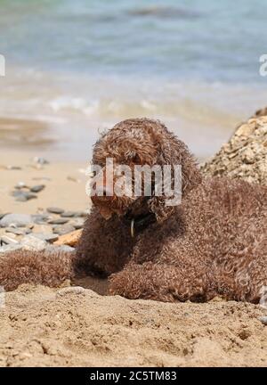 Lagotto romagnolo sitzt auf kserokampos Strand creta Insel Sommer covid-19 Saison hochwertige Druck Stockfoto