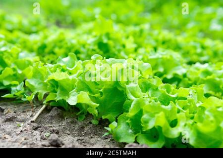 Salatpflanzen Landwirtschaft im Gewächshaus Bio-Gemüse hydroponic System, selektive Fokus Stockfoto