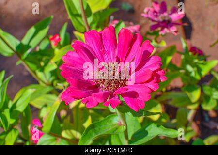 Rosa Zinnia Blumen mit grünen Blättern auf Garten. Stockfoto