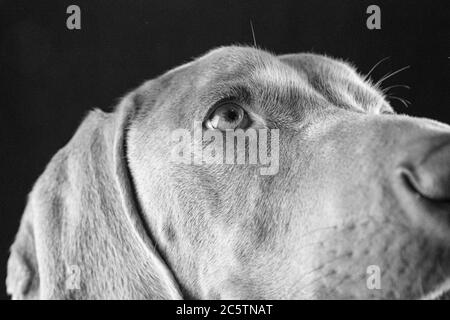 Weimaraner - Studio Dog Portraits. Stockfoto