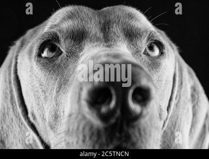 Weimaraner - Studio Dog Portraits. Stockfoto
