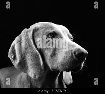 Weimaraner - Studio Dog Portraits. Stockfoto
