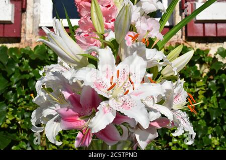 Bouquet de lys Muscadet Stockfoto