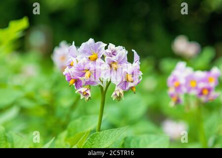 Blumen der Maris Piper Kartoffelpflanze, Stockfoto