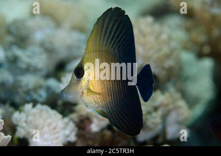 Jungtier-Reisig Tang, Zebrasoma Scopas, Sabora 1 Tauchplatz, Bangka Island, Nord Sulawesi, Indonesien, Pazifischer Ozean Stockfoto