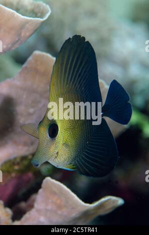 Jungtier-Reisig Tang, Zebrasoma Scopas, Sabora 1 Tauchplatz, Bangka Island, Nord Sulawesi, Indonesien, Pazifischer Ozean Stockfoto