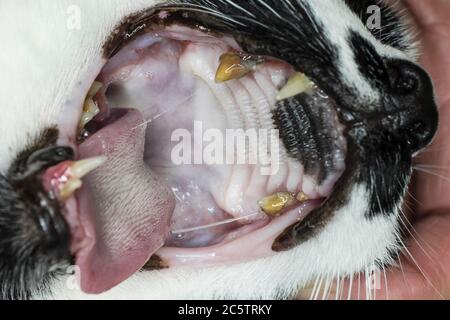 Nahaufnahme eines schweren Zahnstein oder Zahnstein auf einem verfallenen Wangenzahn im Mund einer Katze Stockfoto