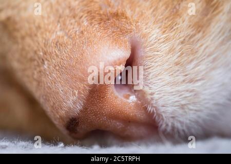 Nahaufnahme der Nase einer schlafenden roten Katze mit Fokus auf der Nase Stockfoto