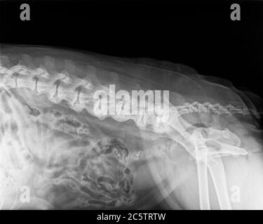 Röntgenaufnahme eines Hundes mit schweren Spondylose deformans der Wirbelsäule und wird durch das Vorliegen von knöchernen Sporn entlang der Kante des Knochens der Wirbelsäule gekennzeichnet Stockfoto