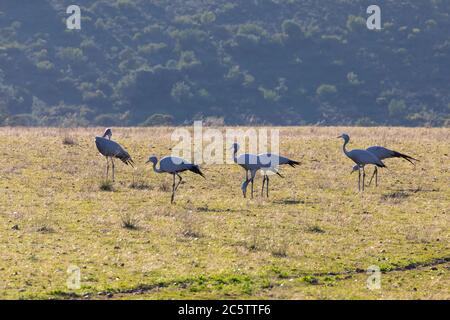 Flock of Blue Crane / Paradise Crane / Stanley Crane (Anthropoides paradiseus) bei Sonnenaufgang, Swellendam, Western Cape, Südafrika. IUCN-anfällige Spe Stockfoto