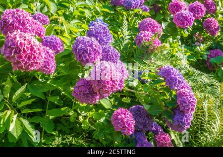 Hortensia macrophylla 'Sibilla'. Lila Blüten von Hortensia. Botanischer Garten im Sommer Stockfoto