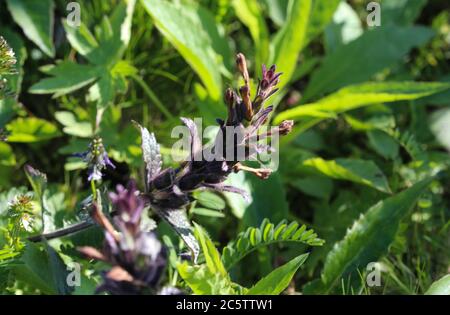 Nahaufnahme von Bartsia alpina, bekannt als alpine Bartsia oder Velvet-Glocken Stockfoto