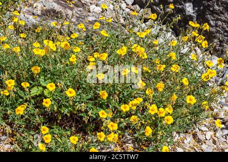 Helianthemum 'Ben Fhada' eine gelbe krautige Sommerblüte im Frühling allgemein als Steinrose bekannt Stockfoto