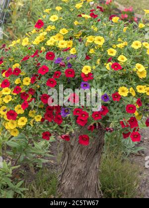 Rote, gelbe und violette Blüten. Mirabilis ist eine Gattung von Pflanzen in der Familie Nyctaginaceae bekannt als die vier-Uhr-Uhren oder Schirme. Umbrellaworts Stockfoto