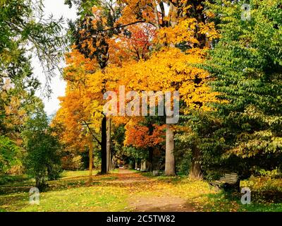 Goldene Herbstlandschaft mit Holzbank unter bunten Bäumen an sonnigen Tagen. Park mit Bank und einem Pfad mit gelben Blättern in der Herbstallee Stockfoto