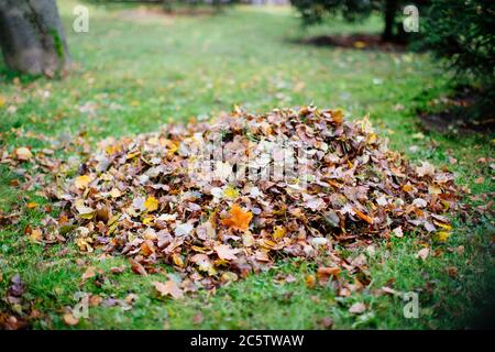 Trockenes Laub, gesammelt in Haufen während der Reinigung im Herbst. Gefallene Blätter im Stapel gesammelt. Stockfoto