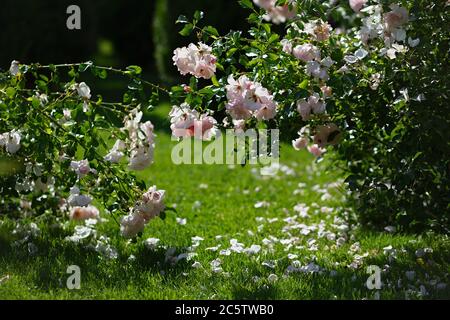 Büsche mit Rosen wachsen im Park, die Blumen sind rosa, die Blütenblätter bröckeln und fallen auf das Gras, die Sonne scheint Stockfoto