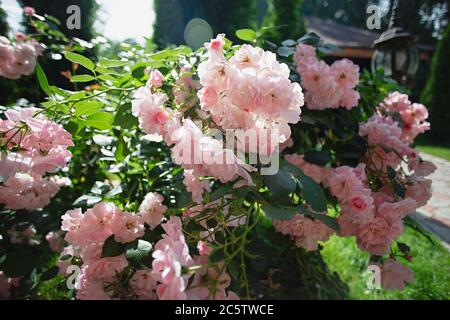 Büsche mit blassrosa Blüten wachsen im Park, sind der Öffnung unterworfen, die Blütenblätter beginnen abzufallen, die Sonne scheint auf die duftende Pflanze, Stockfoto