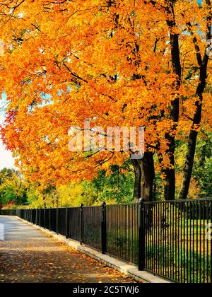 Bunte Herbstapeln und gefallene orangefarbene Blätter liegen an sonnigen Tagen auf dem Asphalt, Zaun im Hintergrund, Bodenansicht. Sonnig Goldener Herbst, Laub, se Stockfoto