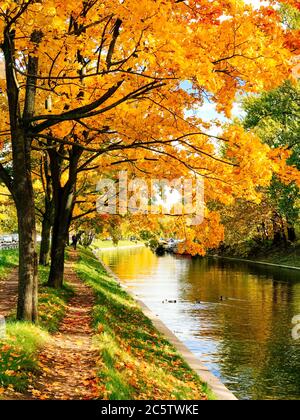 Goldene Herbstbäume und Pfad in gefallenen Blättern in der Nähe von Kanal bei sonnigem Wetter. Schöne bunte Ahornbäume entlang der Stadtkanäle. Stockfoto