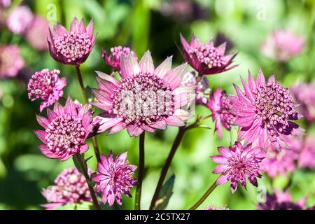 Astratia, Astratia Major 'Gill Richardson' eine krautige mehrjährige Sommerblüte im Frühling allgemein als große Masterwort bekannt Stockfoto