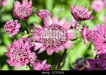 Astratia, Astratia Major 'Gill Richardson' eine krautige mehrjährige Sommerblüte im Frühling allgemein als große Masterwort bekannt Stockfoto