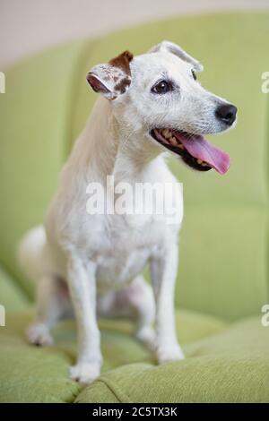Jack Russell Hund sitzt auf der Couch, sein Mund ist offen von Hitze, schaut vorsichtig weg, Haustier lebt im Zimmer Stockfoto