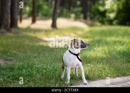 Hund Jack Russell für Spaziergang im Park, Hund im Kragen, ein aktives Tier ist bereit zu laufen, schöne reinrassige Hund Stockfoto