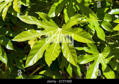 Fatsia Japonica ein grüner Blatt halbimmergrüner Strauch allgemein bekannt als Rizinusöl Pflanze Stockfoto