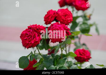 Leuchtend rosa Blüten wachsen auf Busch, Buschrose verwelken, mehr Blumen werden bald fallen Stockfoto