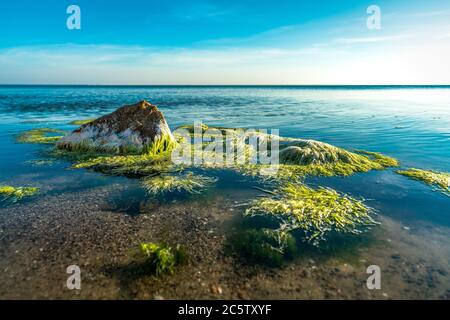 Grüne Algen bewegen sich im klaren Meerwasser der ostsee Stockfoto