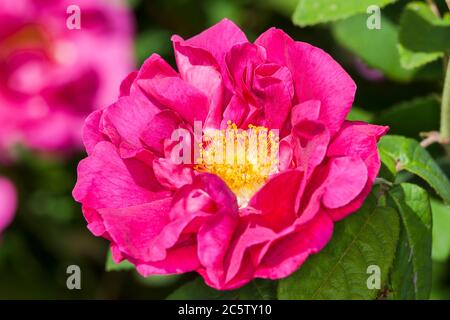 Rose gallica var. officinalis ein Frühling Sommer rot Blume Strauch coomonly knowm als alte rote Damast Stockfoto