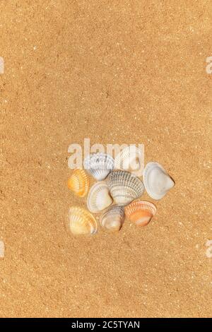 Mehrfarbige Muscheln liegen auf dem goldenen Sand des Strandes Stockfoto